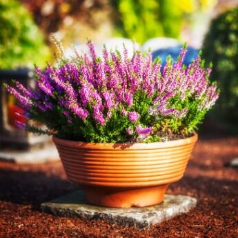 Catégorie Plantes pour deuil